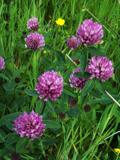 Red Clover